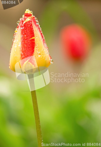 Image of Tulip