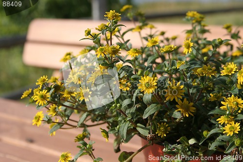 Image of Yellow Flowers