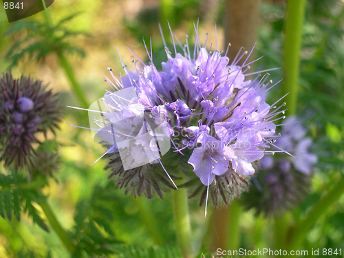 Image of           Lilac Flower