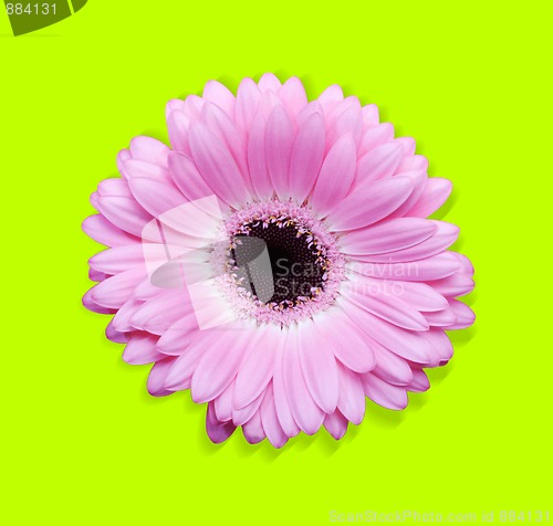 Image of Pink gerbera with path