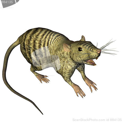 Image of The Rat (latin: Rattus)