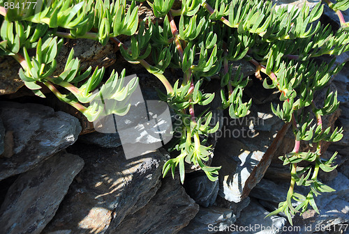 Image of Ground Covering Plant and Rocks