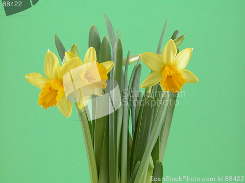 Image of daffodil flowers