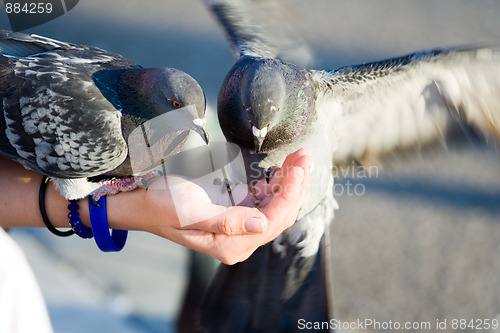 Image of Couple of pigeons are eating crumbs from woman’s hand 