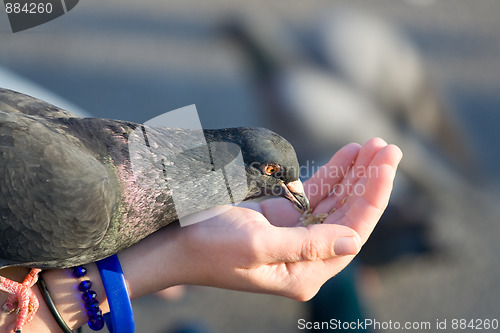 Image of Pigeon is eating crumbs from woman’s hand