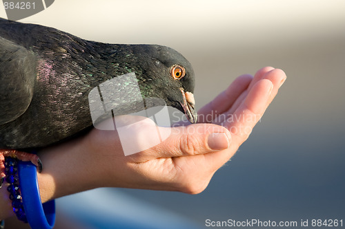 Image of Pigeon is eating from woman’s hand