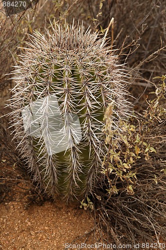 Image of Barrel Cactus