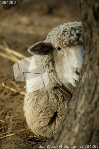 Image of Peekaboo Sheep II
