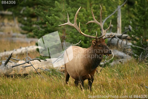 Image of Bull Elk in Yellowstone