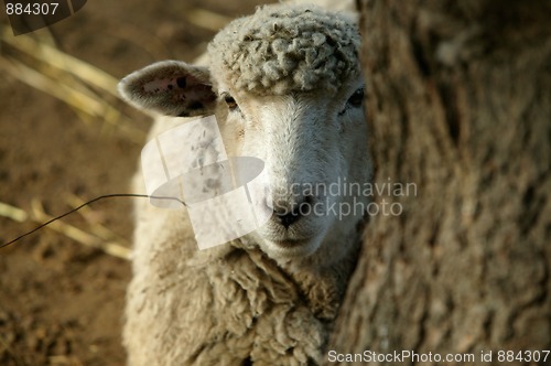 Image of Peekaboo Sheep