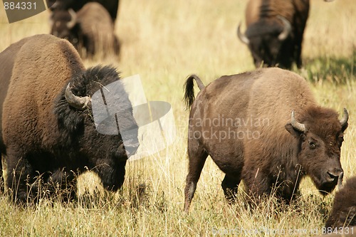 Image of Bison Lovers Quarrel