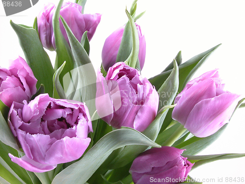 Image of tulips