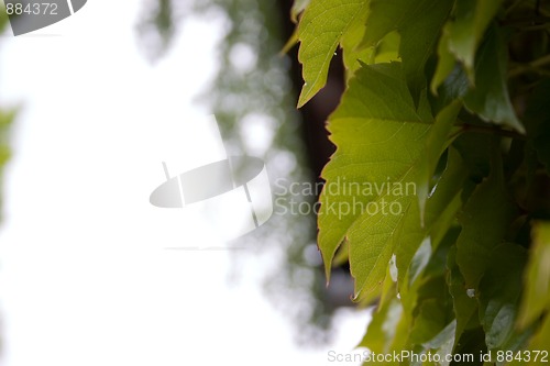 Image of wild vine