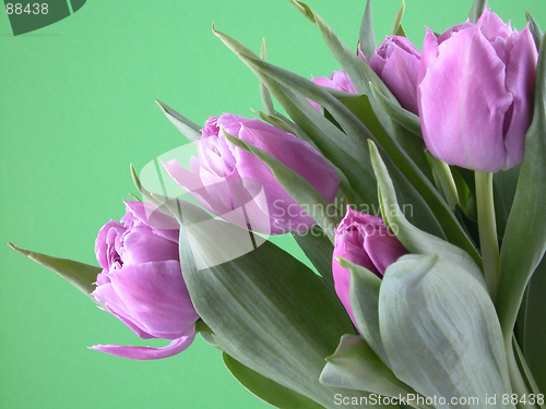 Image of spring time