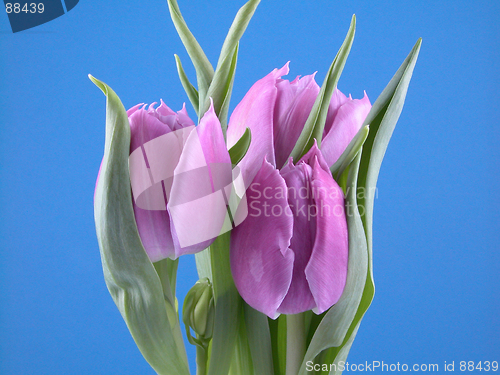 Image of tulips