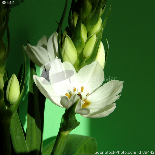 Image of spring flower