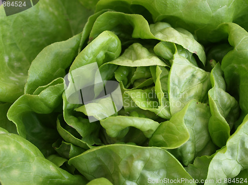 Image of Kale up close