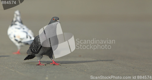 Image of Pigeon walking