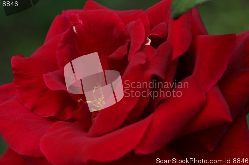 Image of Red Rose macro