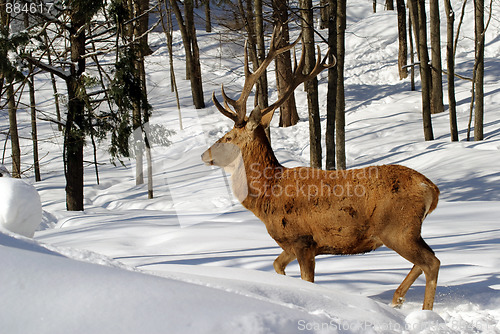 Image of Elk