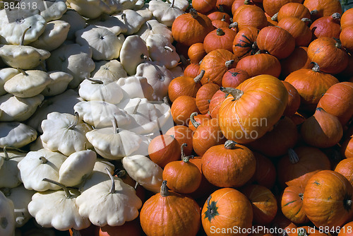 Image of Squash