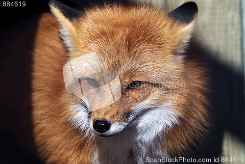 Image of Red Fox Portrait