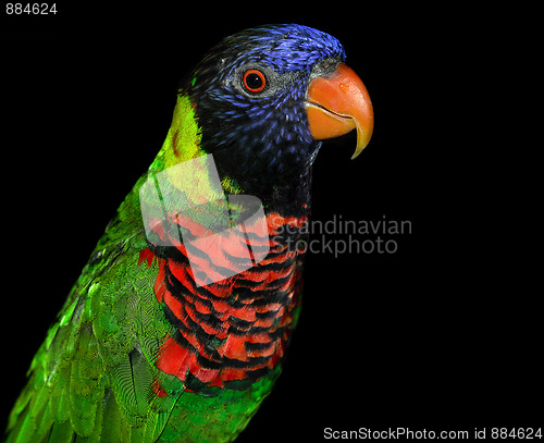 Image of Rainbow Lorikeet