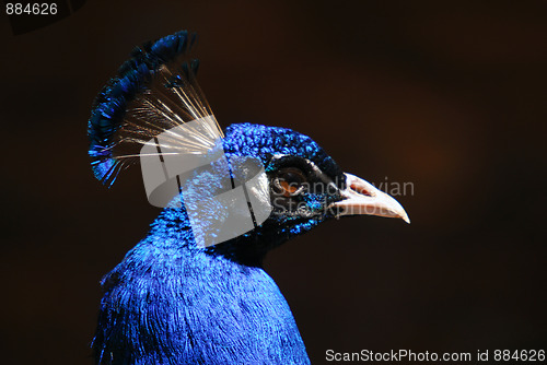 Image of Indian Peafowl