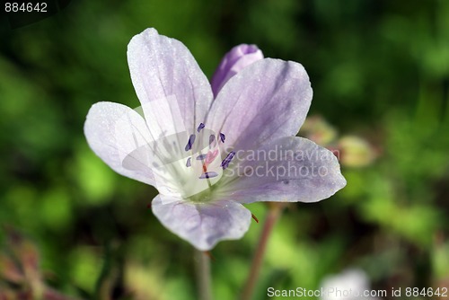 Image of Wood Cranesbill (Geranium sylvaticum), pink blossom