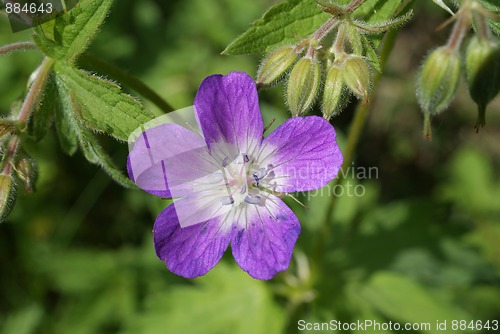 Image of Wood Cranesbill, Geranium Sylvaticum, purple blossom.