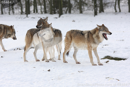 Image of canis lupus wolfes
