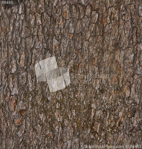 Image of Pine-tree bark