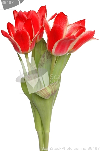 Image of Red Tulips