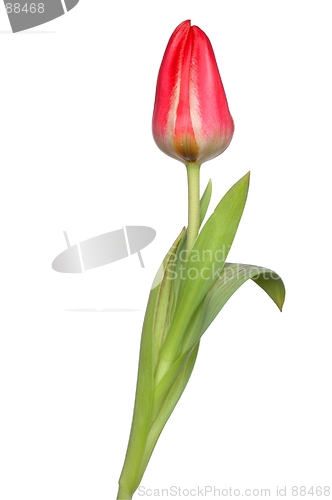 Image of Red Tulip