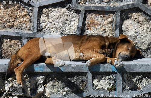 Image of Dog sleeping on the street in San Cristobal