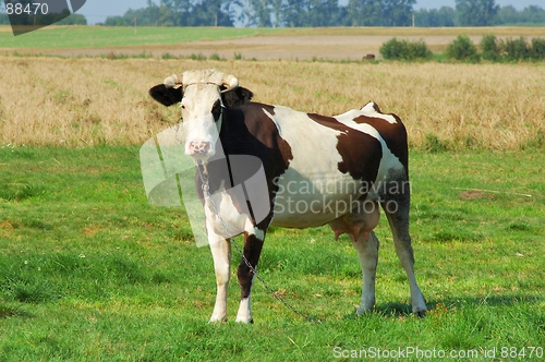 Image of Cow