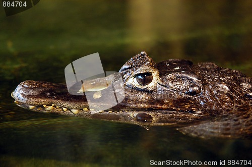 Image of small crocodile head in the wate