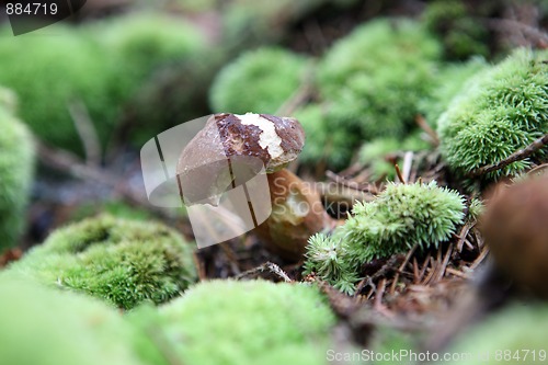 Image of wild growing mushrooms in the forest