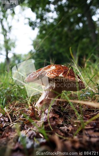 Image of wild growing mushrooms in the grass