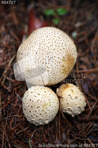 Image of wild growing mushrooms inthe grass