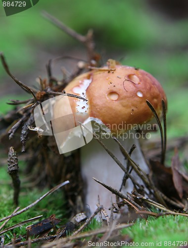 Image of wild growing mushrooms inthe grass