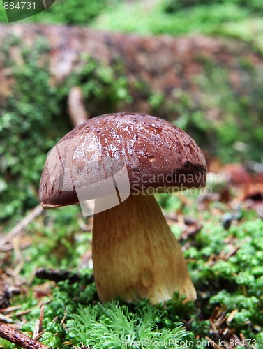 Image of wild growing mushrooms in the grass