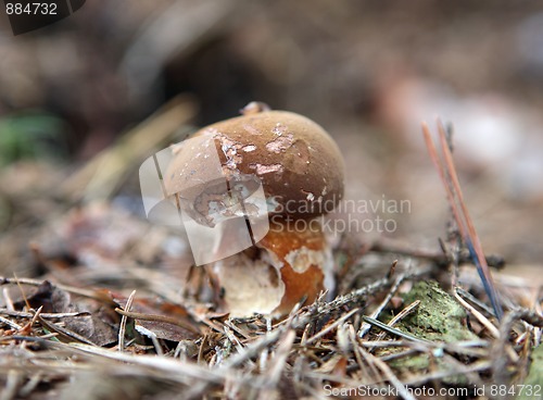 Image of wild growing mushrooms in the grass