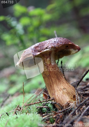 Image of wild growing mushrooms in the grass