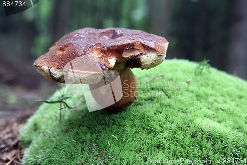 Image of wild growing mushrooms in the forest
