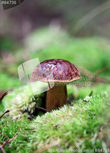 Image of wild growing mushrooms in the forest