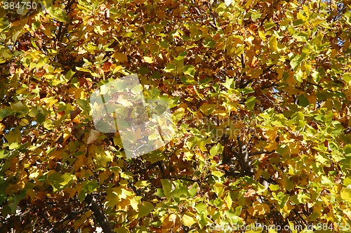 Image of Yellow leaves