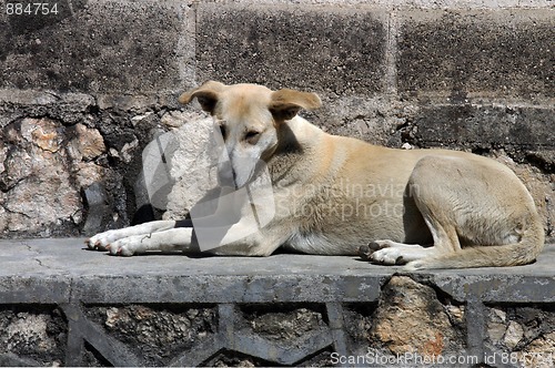 Image of Dog lying on the street in San Cristobal