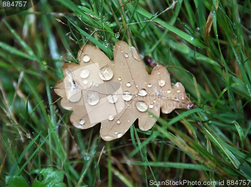 Image of Moisture on dropped leaf lying in grass