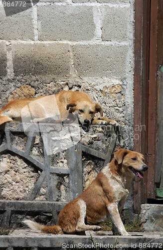 Image of Dogs on the street in San Cristobal